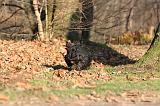 SCOTTISH TERRIER 095
